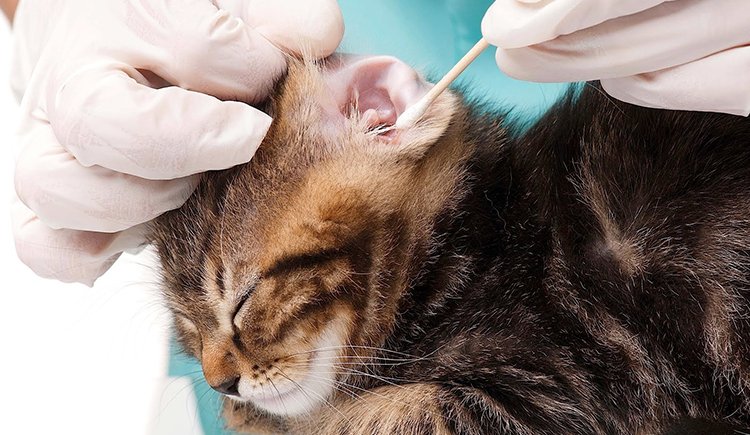 how-to-clean-my-kittens-ears-healthyhearingclub